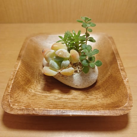 コルオリジナル軽石器&ウッド器セット202608095