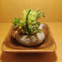 コルオリジナル軽石器&ウッド器セット202607251