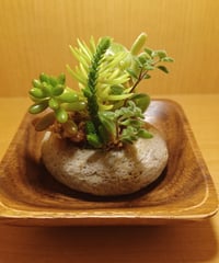 コルオリジナル軽石器&ウッド器セット202607251
