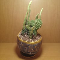 コルオリジナル陶器20260814