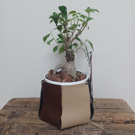 コルオリジナルレザー鉢カバー+ガジュマルの木202607153