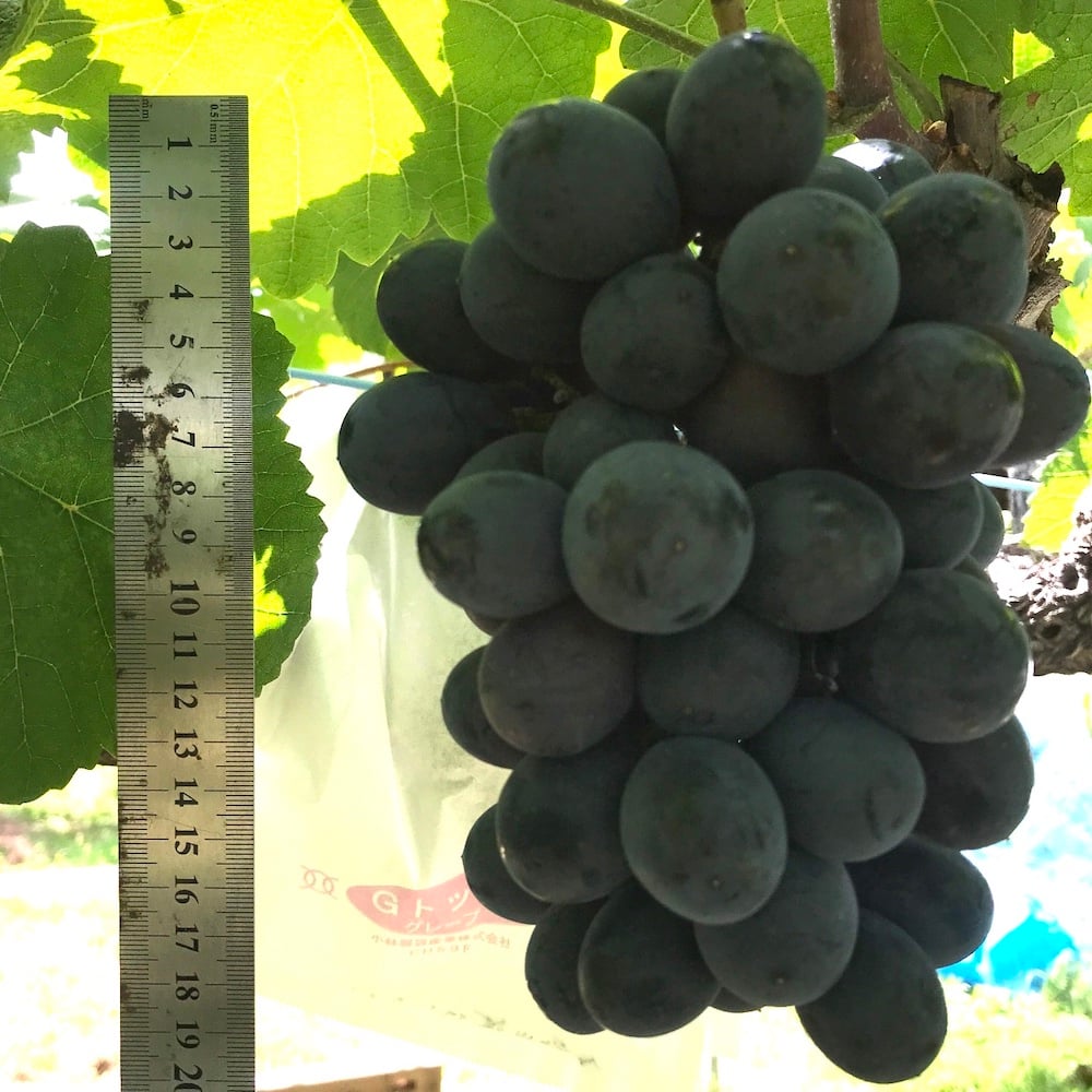 兵庫県産ぶどう ベリーA バラ房 ４.8キロ以上 ベリーA【 白箱 1.7kg 4〜5房入り 】 ☆すぐお送りできます | たけ