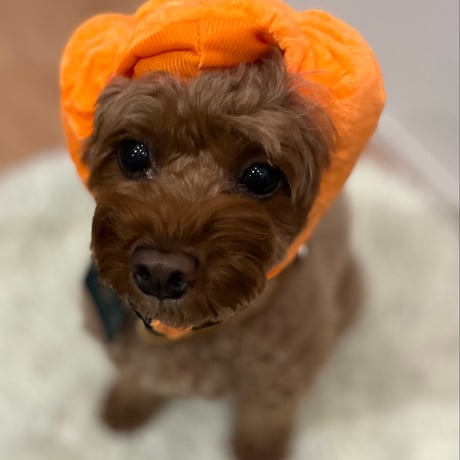 🎃 かぼちゃ帽子