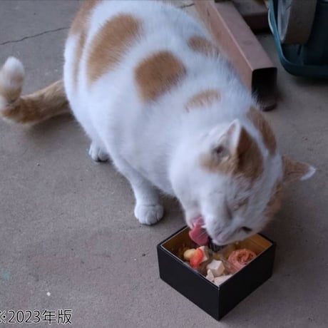★コミフ ねこちゃんと楽しむ年末セット★