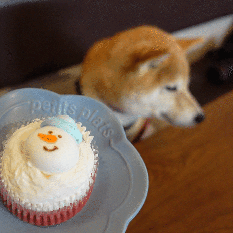 コミフ Cat＆Dogのチーズケーキ風
