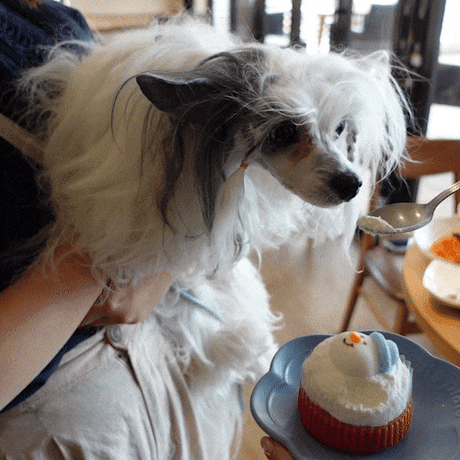 コミフ Cat＆Dogのチーズケーキ風