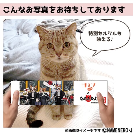 コミフ　なめ猫とお祝い肉球ムース