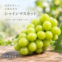 シャインマスカット 一房（化粧箱入り／650g以上）