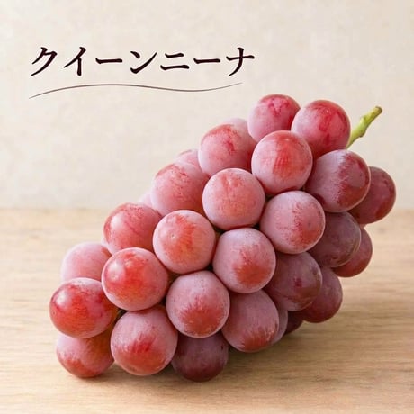 【クイーンニーナ】　2026年販売終了