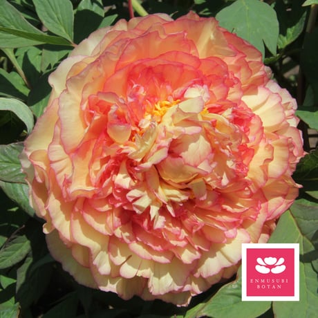 金閣（Souvenir de Maxime Cornu）