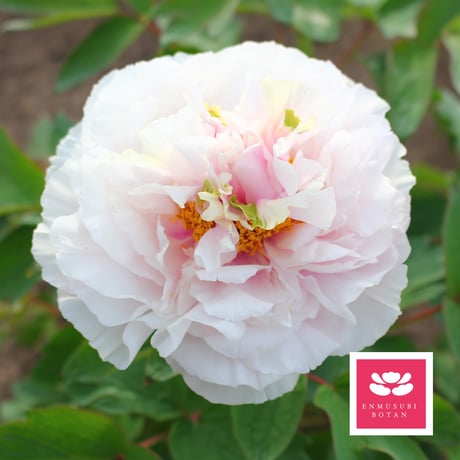 ２段咲きの最新品種【日令花】