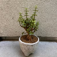 ポーチュラカリア・アフラ