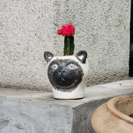 緋牡丹 ピンク