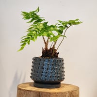 オニヤブソテツ