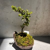 ミニ盆栽(紅シタン)