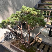 真柏