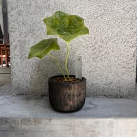 八角連