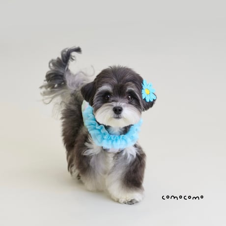 【予約】comocomo...lemonade