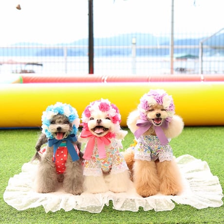 【予約】HAPPYJJANGGU♪CANDY FLOWER