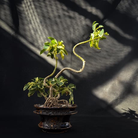 Heptapleurum arboricola / シェフレラ 斑入り 【発根済】+ 鉢 : Wild Heaven