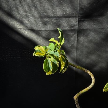 Heptapleurum arboricola / シェフレラ 斑入り 【発根済】+ 鉢 : Wild Heaven