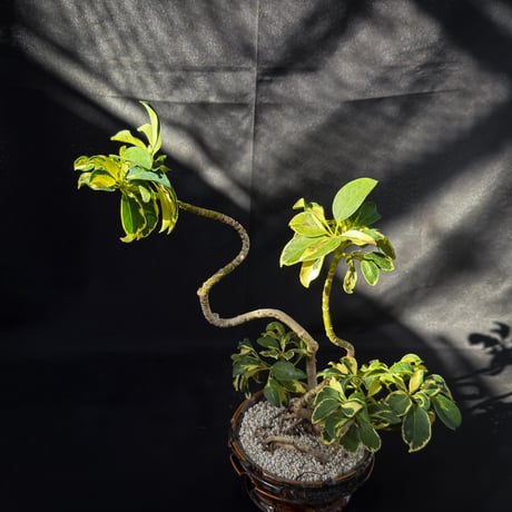 Heptapleurum arboricola / シェフレラ 斑入り 【発根済】+ 鉢 : Wild Heaven