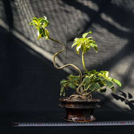 Heptapleurum arboricola / シェフレラ 斑入り 【発根済】+ 鉢 : Wild Heaven