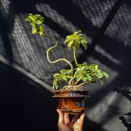 Heptapleurum arboricola / シェフレラ 斑入り 【発根済】+ 鉢 : Wild Heaven