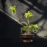 Heptapleurum arboricola / シェフレラ 斑入り 【発根済】+ 鉢 : Wild Heaven