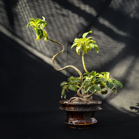 Heptapleurum arboricola / シェフレラ 斑入り 【発根済】+ 鉢 : Wild Heaven