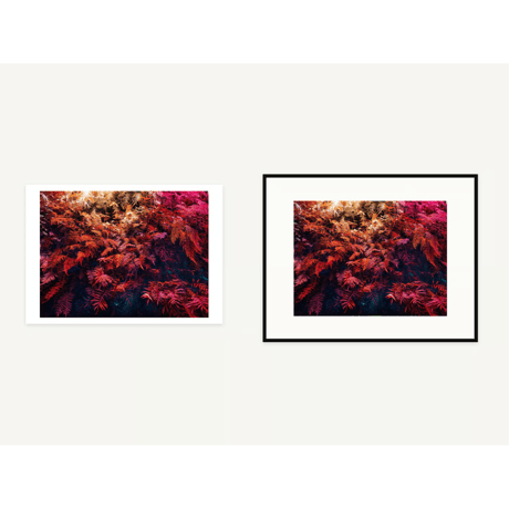 WEEKLY PRINT #005 | Ferns, Kyoto | from GAZE vol.15