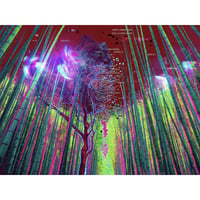 WEEKLY PRINT #003 | Bamboo, Kyoto | from GAZE vol.15
