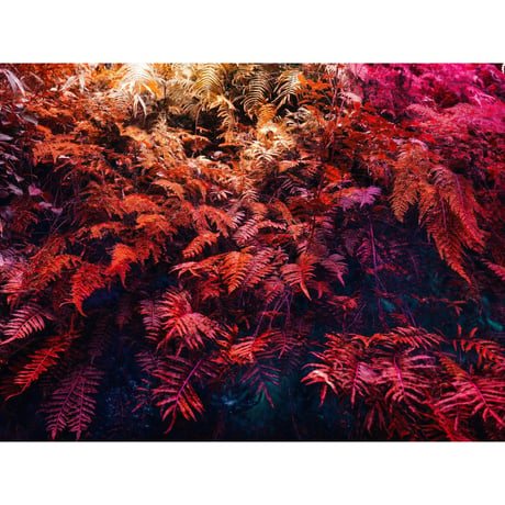 WEEKLY PRINT #005 | Ferns, Kyoto | from GAZE vol.15