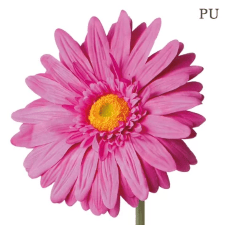 jumbo flower gerbera （ガーベラ） | ALL GOOD FLOWERS