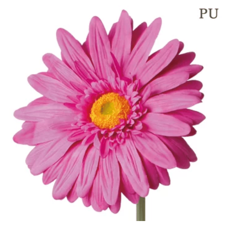 jumbo flower gerbera （ガーベラ） | ALL GOOD FLOWERS