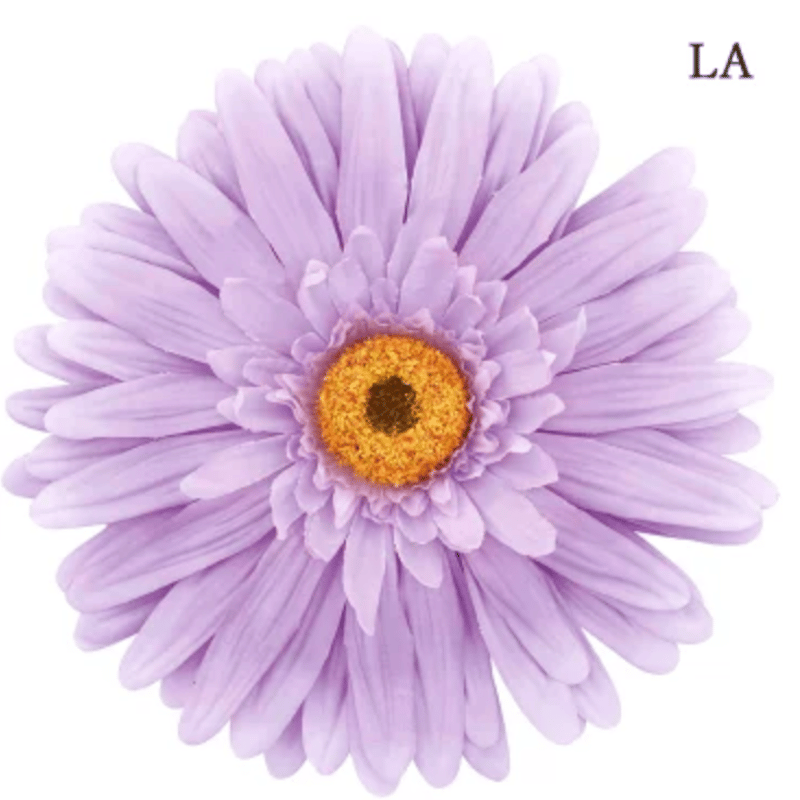 jumbo flower gerbera （ガーベラ） | ALL GOOD FLOWERS