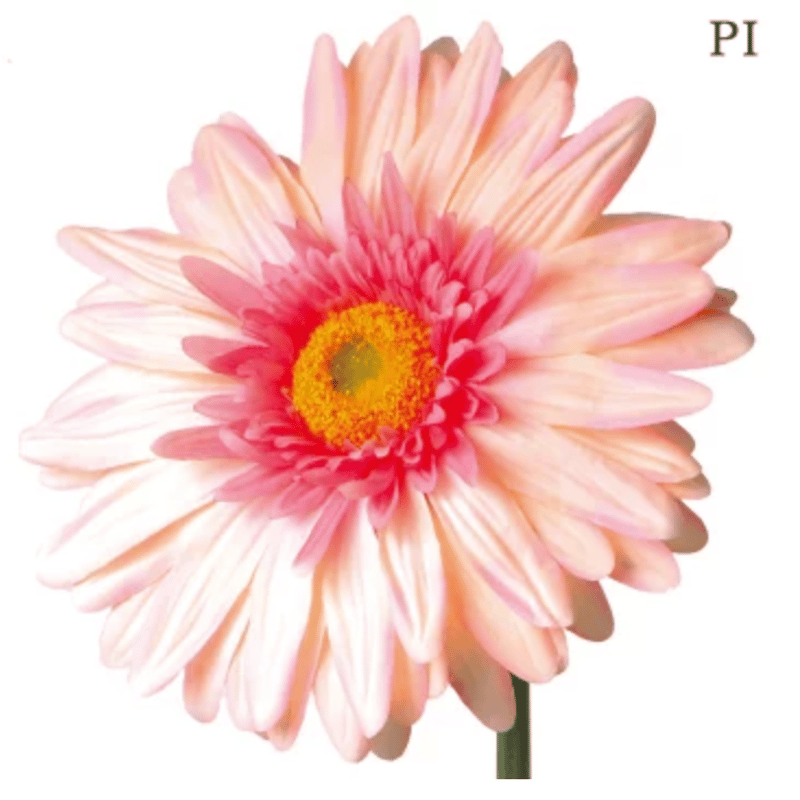 jumbo flower gerbera （ガーベラ） | ALL GOOD FLOWERS