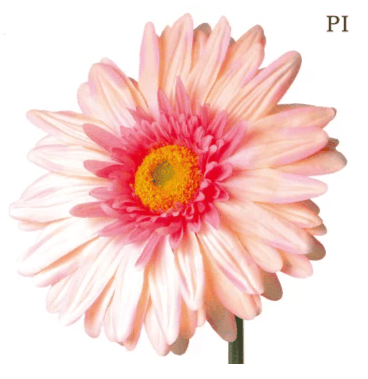 jumbo flower gerbera （ガーベラ） | ALL GOOD FLOWERS