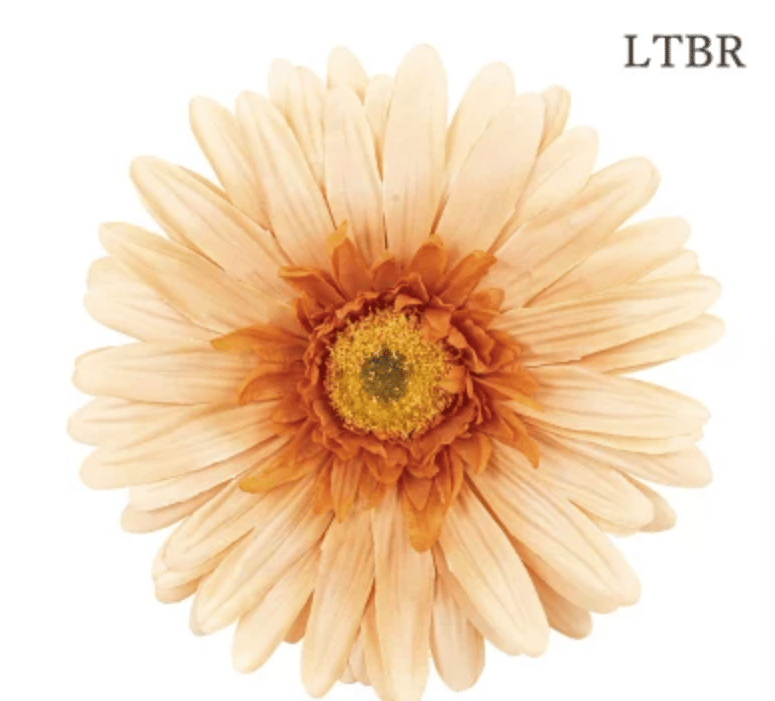 jumbo flower gerbera （ガーベラ） | ALL GOOD FLOWERS