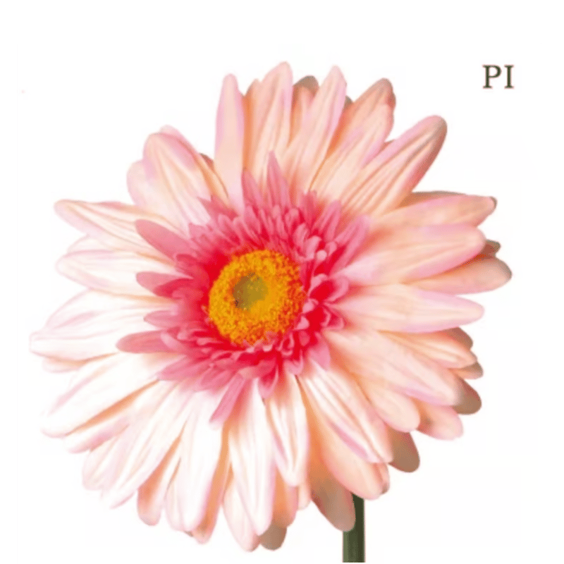 jumbo flower gerbera （ガーベラ） | ALL GOOD FLOWERS