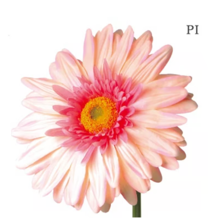 jumbo flower gerbera （ガーベラ） | ALL GOOD FLOWERS