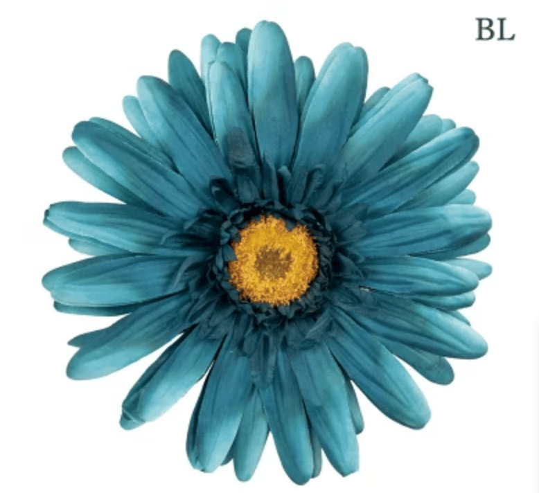 jumbo flower gerbera （ガーベラ） | ALL GOOD FLOWERS