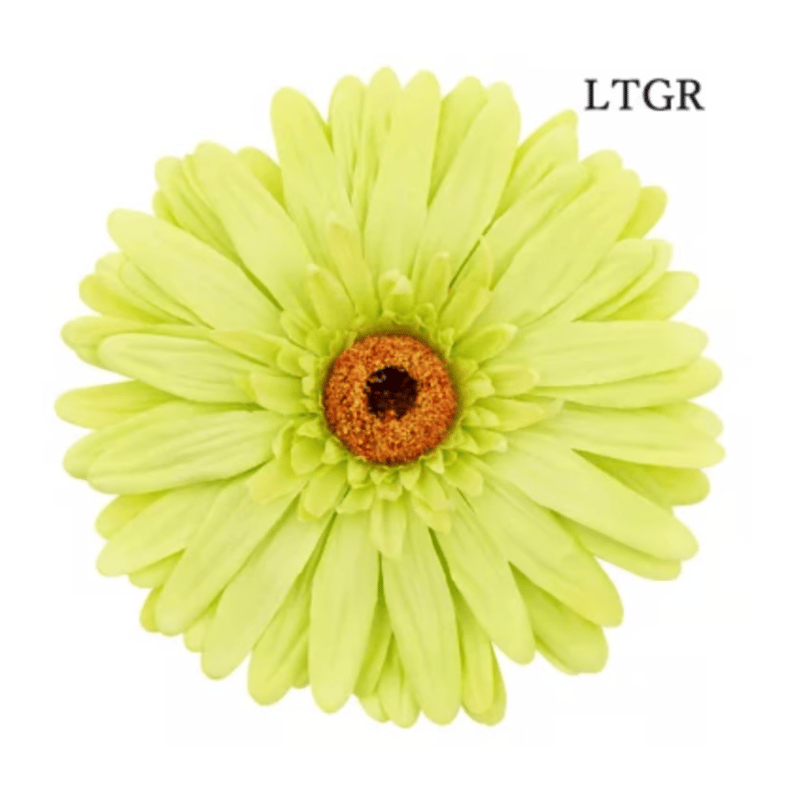 jumbo flower gerbera （ガーベラ） | ALL GOOD FLOWERS