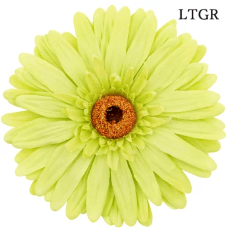 jumbo flower gerbera （ガーベラ） | ALL GOOD FLOWERS
