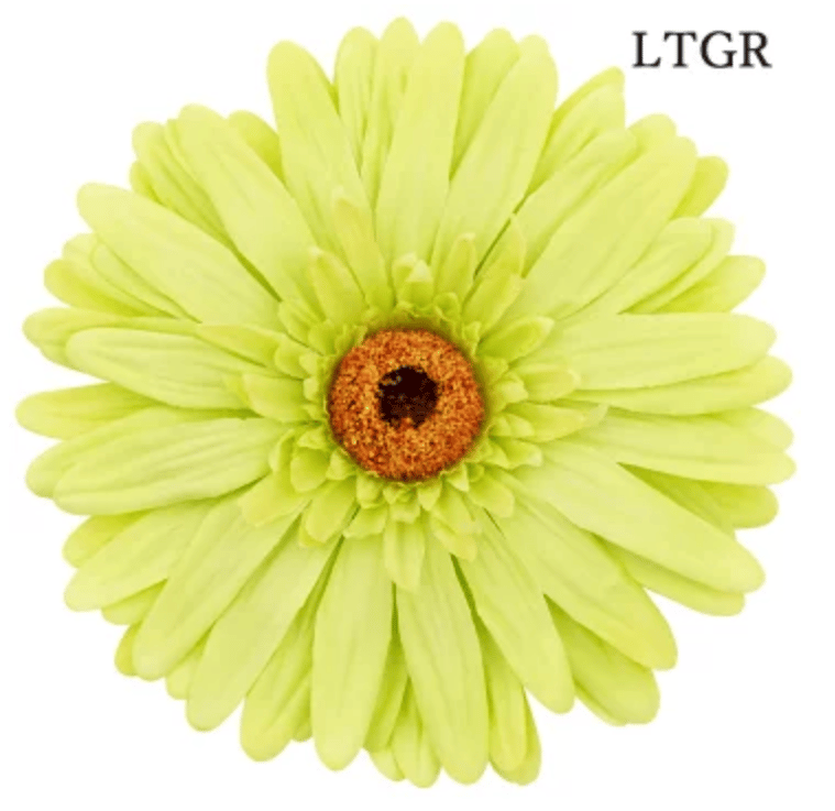 jumbo flower gerbera （ガーベラ） | ALL GOOD FLOWERS