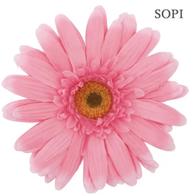 jumbo flower gerbera （ガーベラ） | ALL GOOD FLOWERS