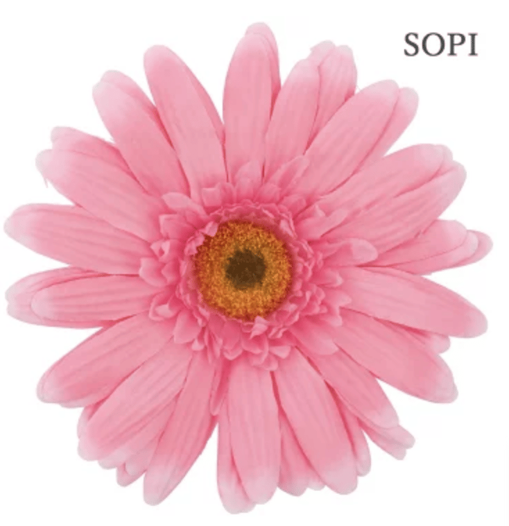 jumbo flower gerbera （ガーベラ） | ALL GOOD FLOWERS