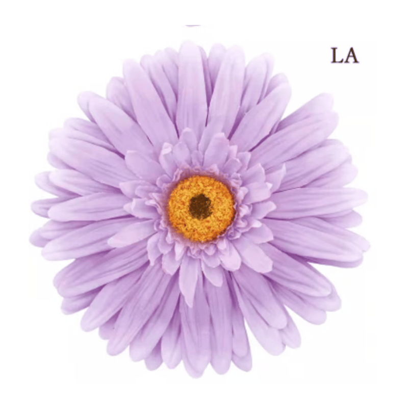 jumbo flower gerbera （ガーベラ） | ALL GOOD FLOWERS STORE