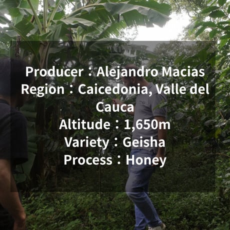 Colombia Finca Lusitania Geisha Honey