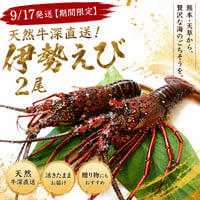 9/17 発送指定商品【期間限定】天然牛深直送！伊勢えび２尾（合計１kg以上）